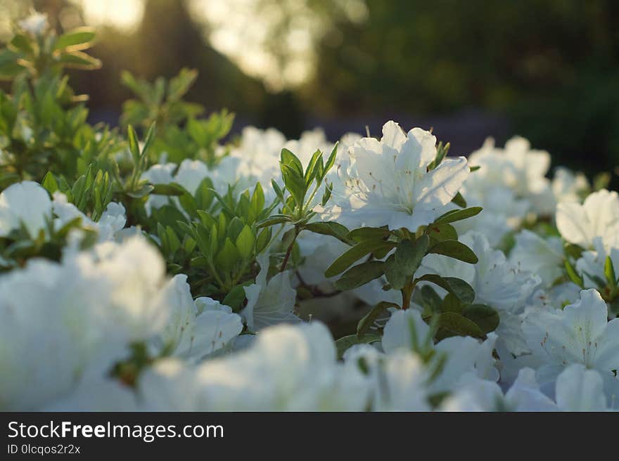 Flower, White, Plant, Flora