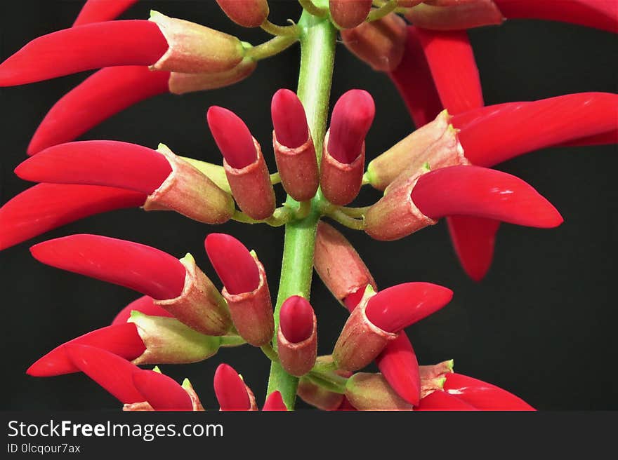 Flower, Flora, Plant, Close Up