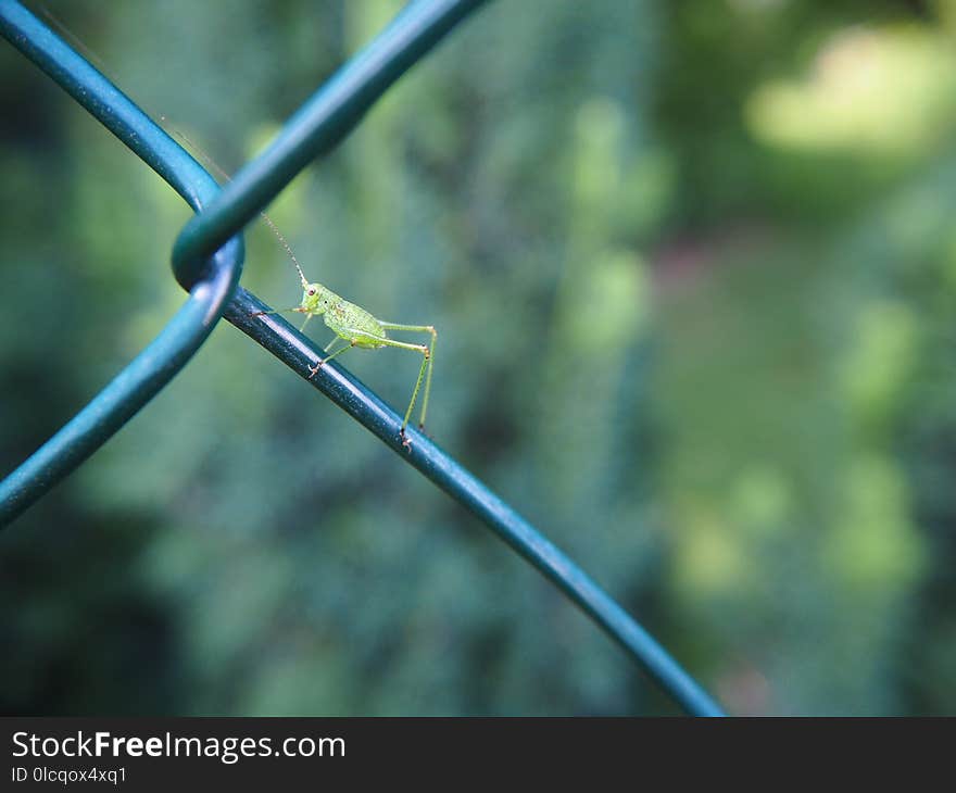 Close Up, Plant Stem, Insect, Grass