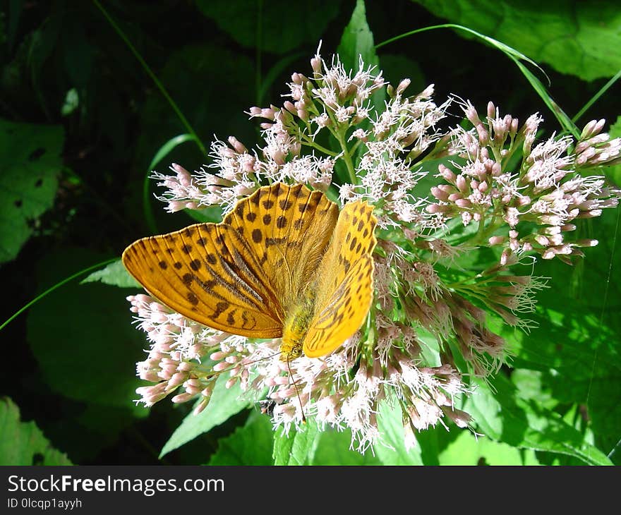 Butterfly, Moths And Butterflies, Insect, Brush Footed Butterfly