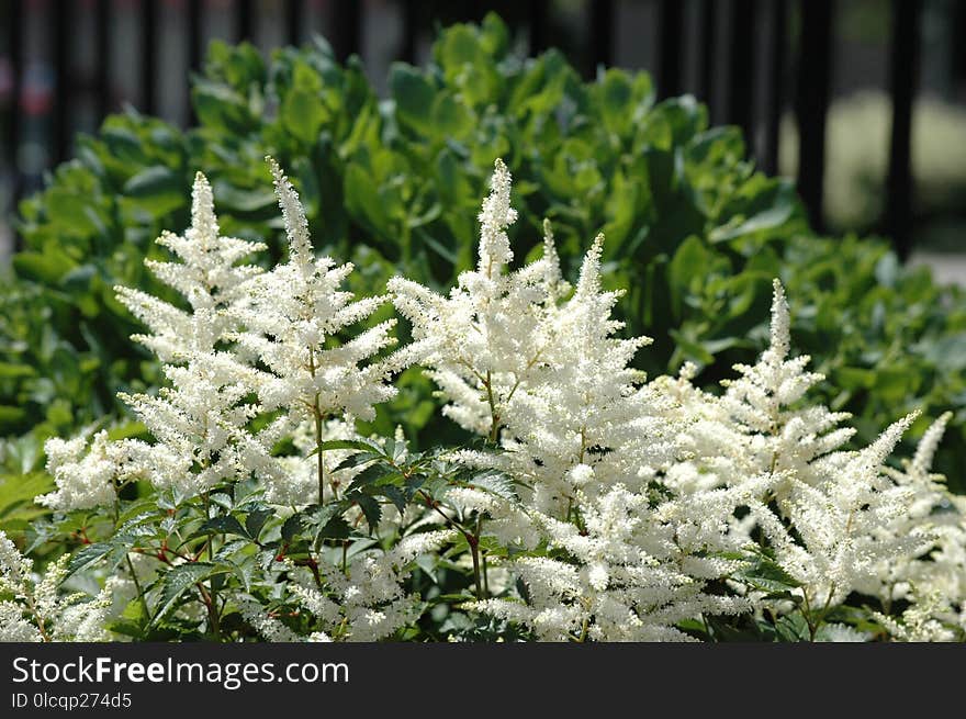 Plant, Flower, Shrub, Subshrub