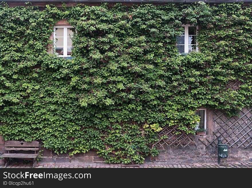 Tree, Plant, Vegetation, Leaf