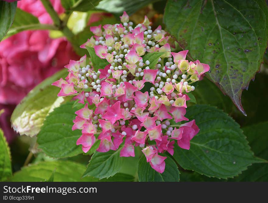 Flower, Plant, Flowering Plant, Hydrangea