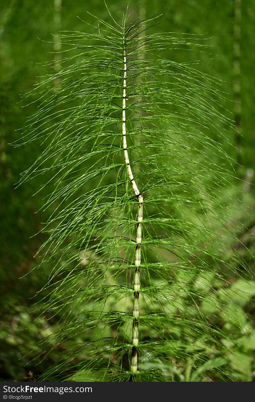 Vegetation, Leaf, Ferns And Horsetails, Plant