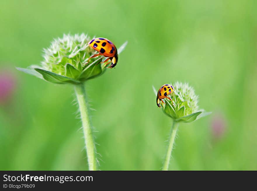 Insect, Ladybird, Macro Photography, Close Up