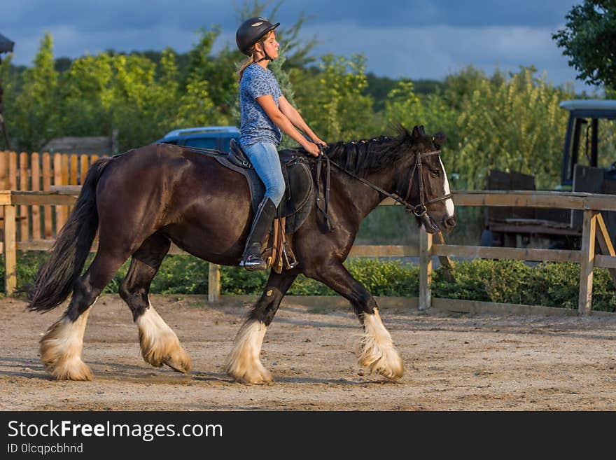 Horse, Bridle, Rein, Stallion