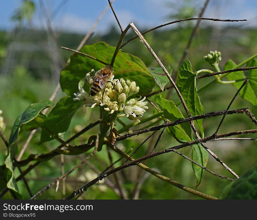 Flora, Plant, Insect, Membrane Winged Insect