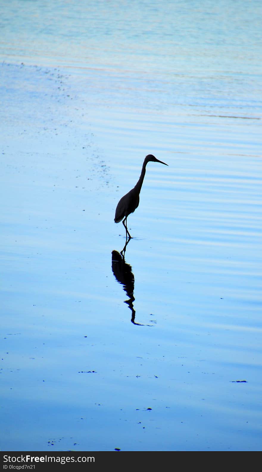 Bird, Water, Shorebird, Sky