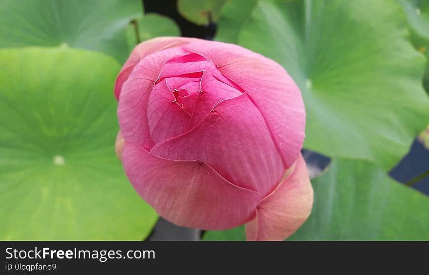 Flower, Lotus, Pink, Sacred Lotus