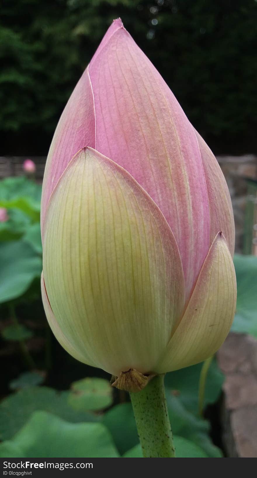 Flower, Pink, Plant, Sacred Lotus