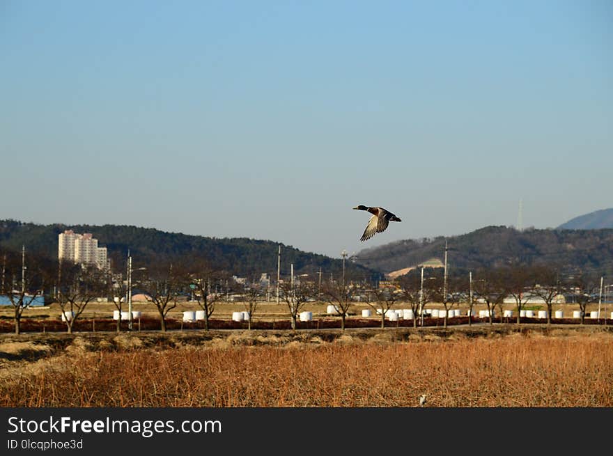 Sky, Bird, Field, Grass