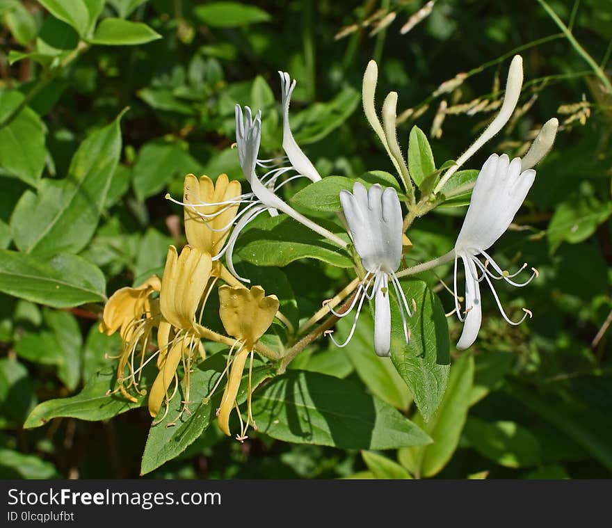 Plant, Flower, Flora, Honeysuckle