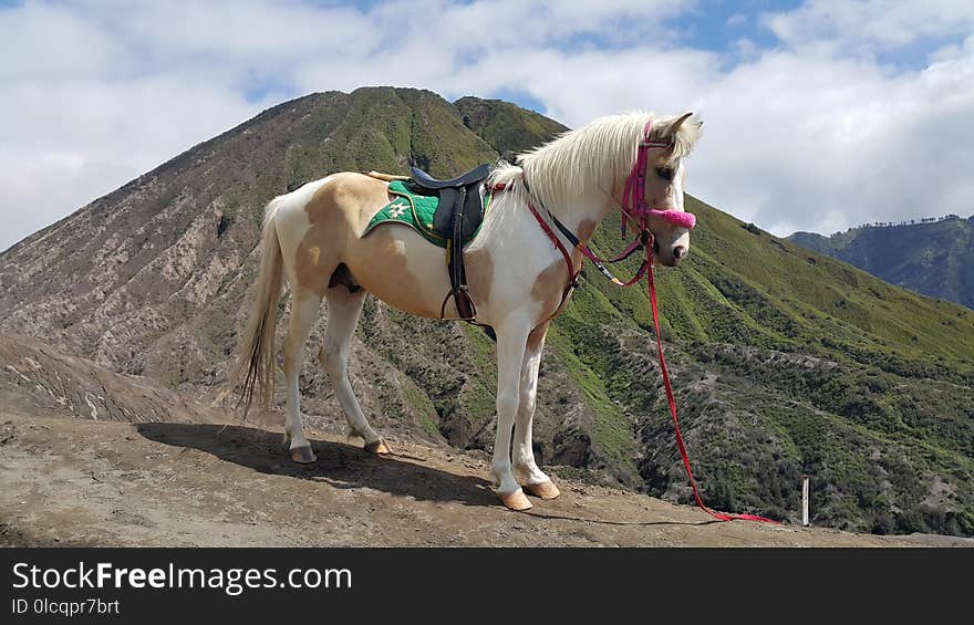 Horse, Mountainous Landforms, Horse Like Mammal, Mountain