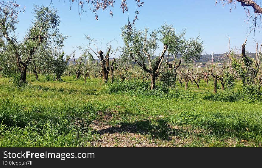 Vegetation, Ecosystem, Nature Reserve, Shrubland