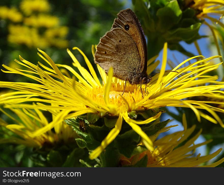 Butterfly, Moths And Butterflies, Brush Footed Butterfly, Insect