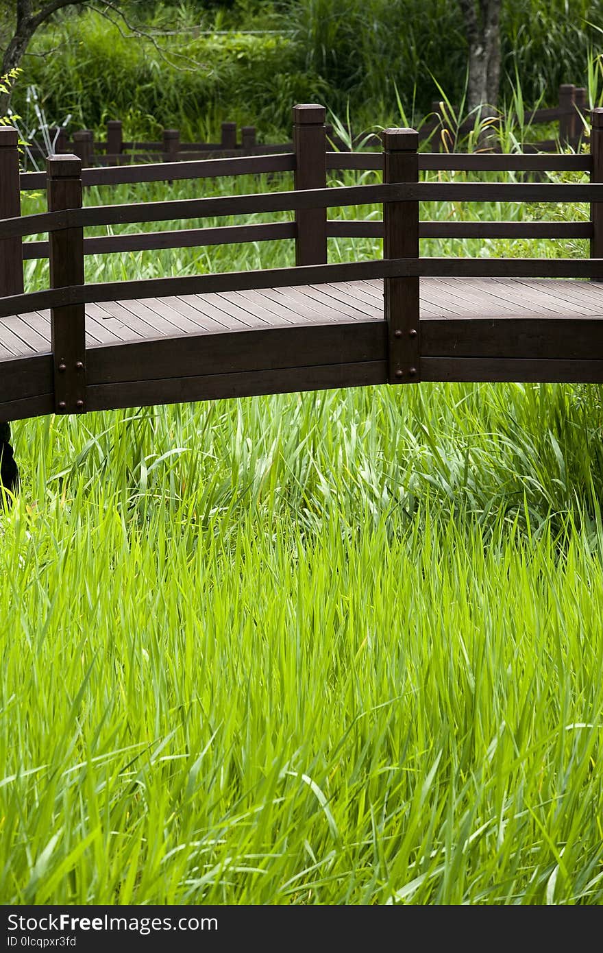 Grass, Vegetation, Grass Family, Plant