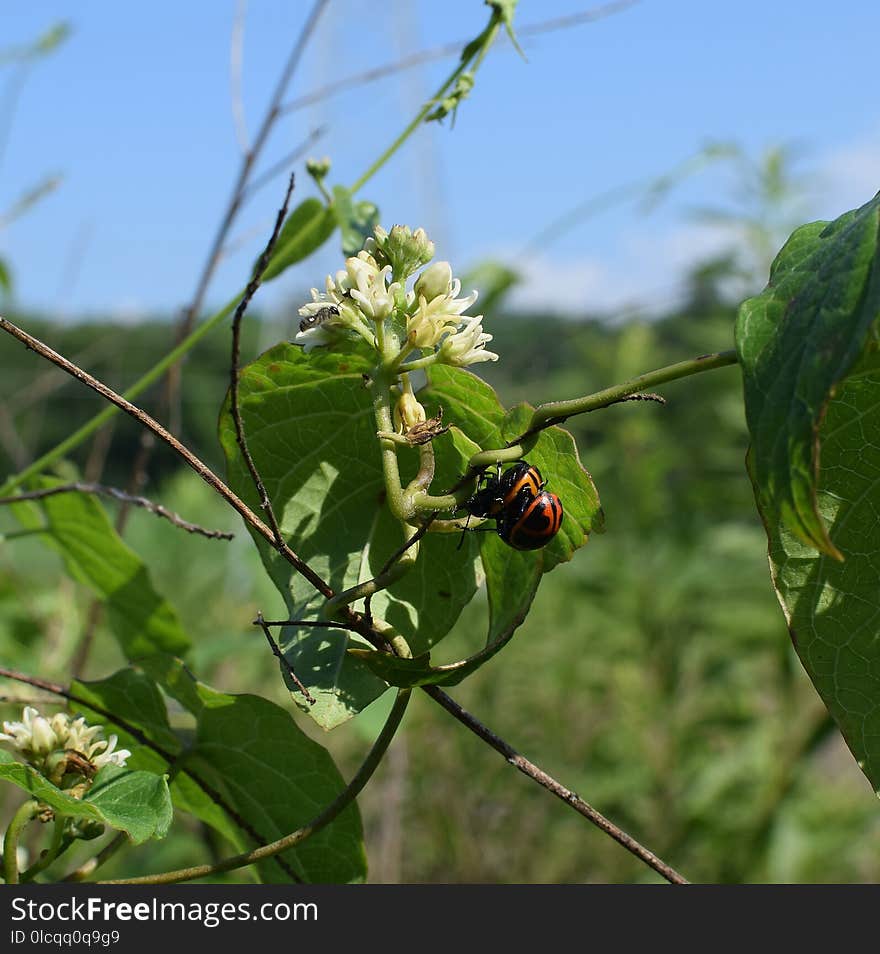 Flora, Plant, Insect, Pollinator