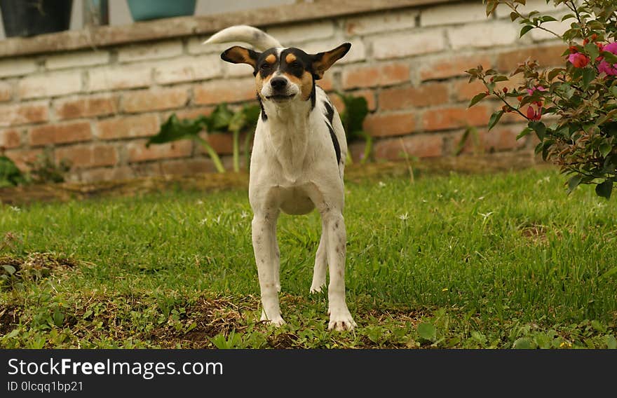 Dog Breed, Dog, Dog Like Mammal, Grass