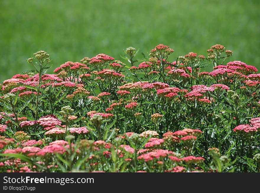 Flower, Plant, Yarrow, Vegetation