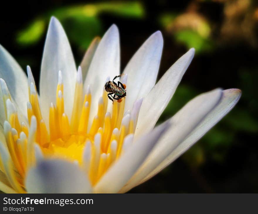 Flower, Flora, Macro Photography, Bee