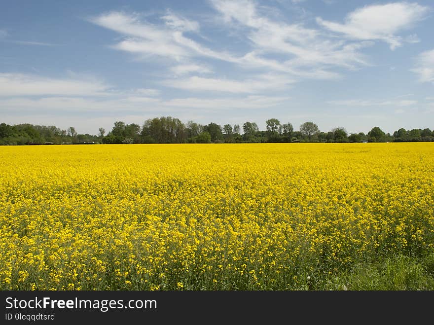 Rapeseed, Yellow, Field, Canola