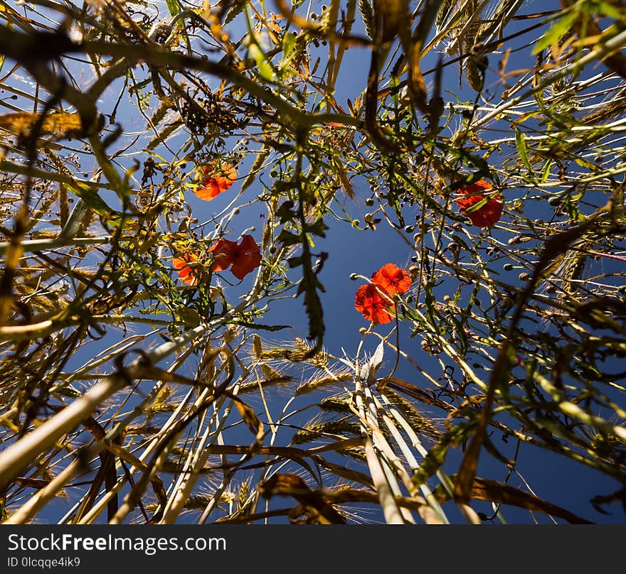 Flora, Branch, Tree, Plant