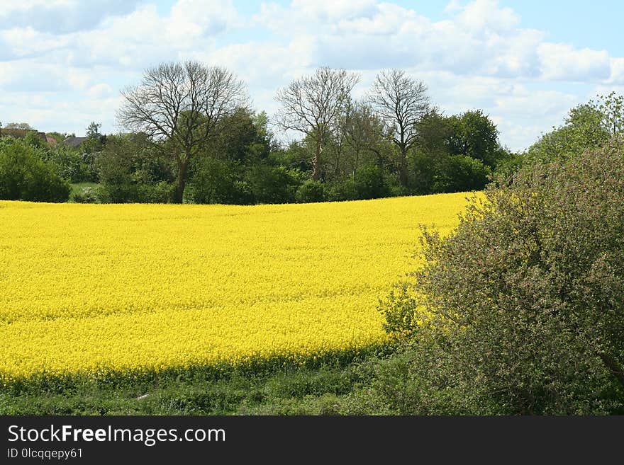 Field, Rapeseed, Yellow, Canola