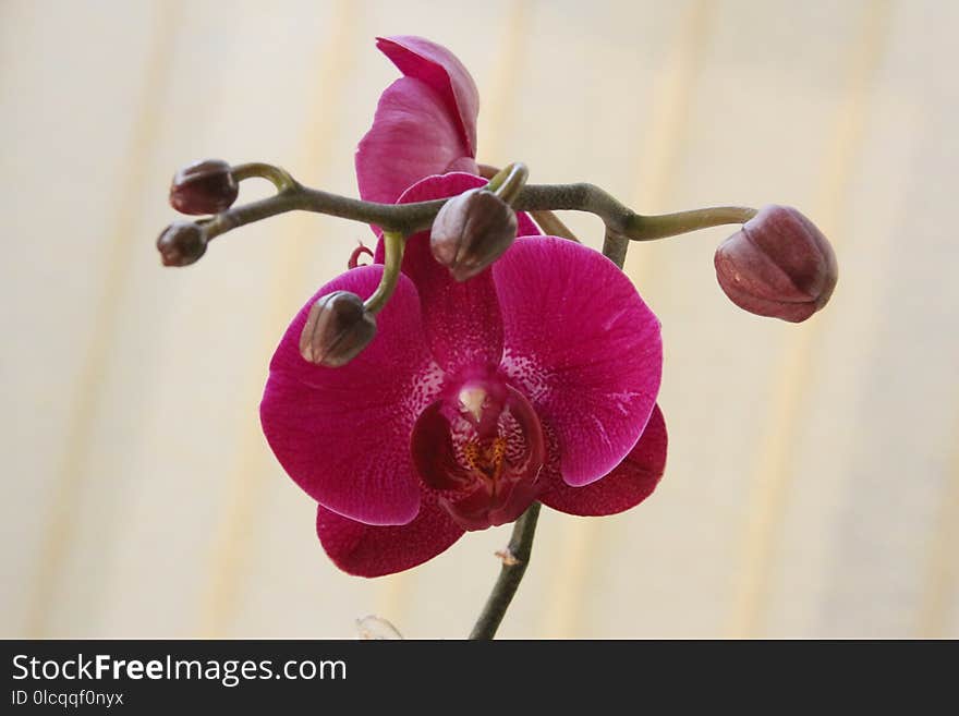 Flower, Flowering Plant, Purple, Magenta