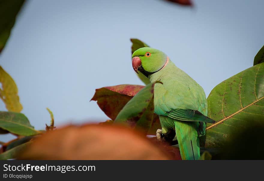 Bird, Green, Parakeet, Parrot