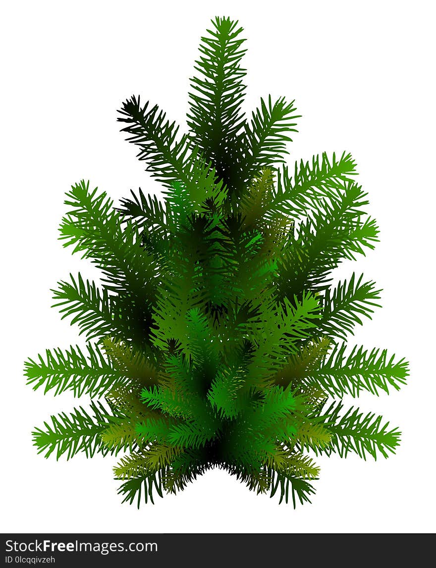 Spruce, Pine Family, Tree, Fir