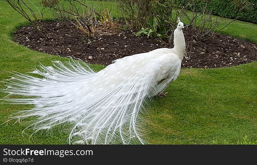 Peafowl, Bird, Galliformes, Fauna