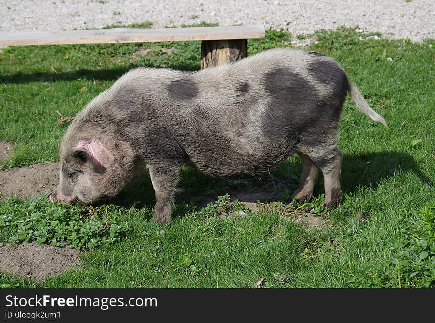 Pig, Pig Like Mammal, Domestic Pig, Fauna