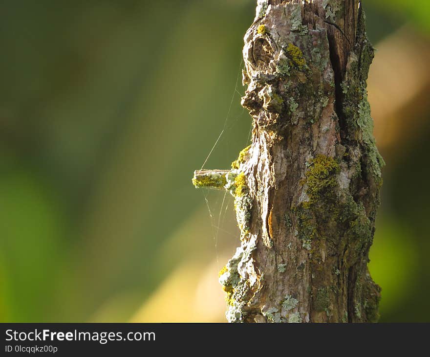 Insect, Fauna, Macro Photography, Invertebrate