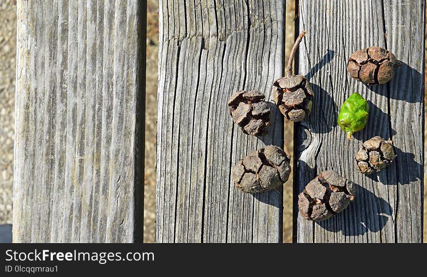 Fauna, Wood, Tree, Twig