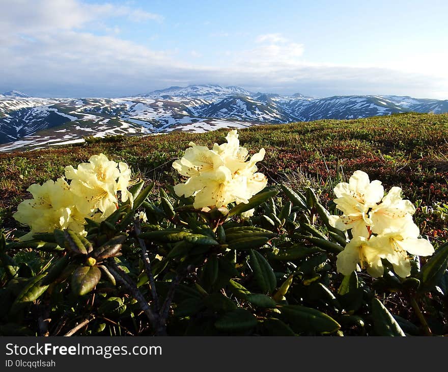 Plant, Flower, Flora, Vegetation