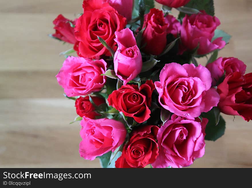 Flower, Rose, Pink, Garden Roses