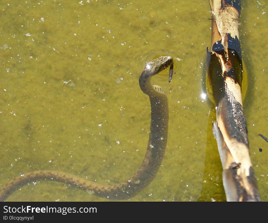 Fauna, Beak, Water, Fish Pond