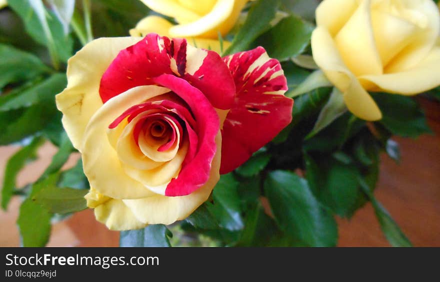 Flower, Rose, Rose Family, Floribunda