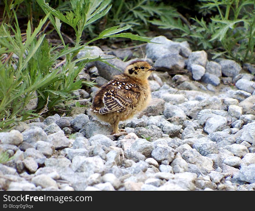 Bird, Fauna, Sparrow, Wildlife