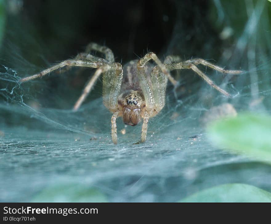 Arachnid, Spider, Araneus, Invertebrate