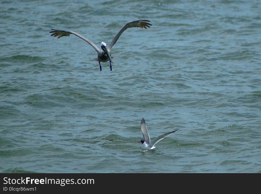 Bird, Seabird, Fauna, Sea