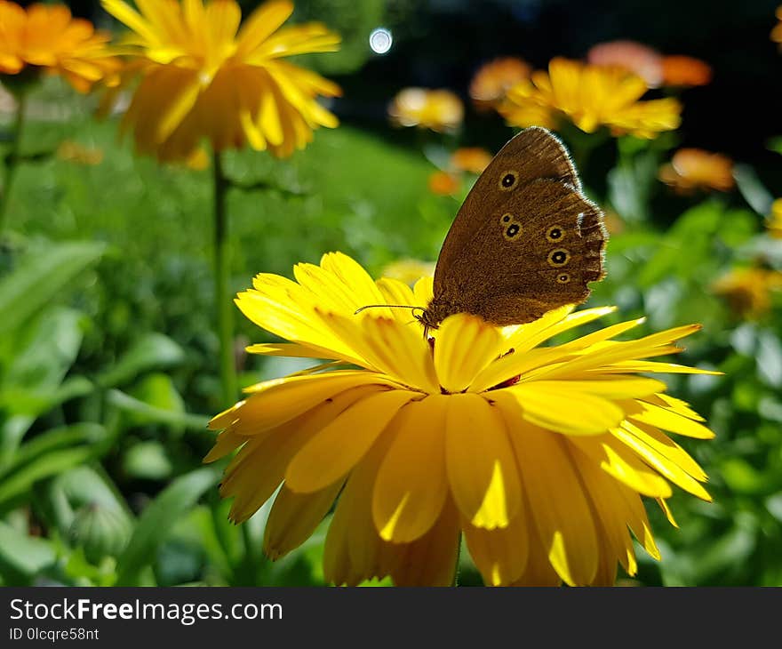 Flower, Butterfly, Yellow, Moths And Butterflies