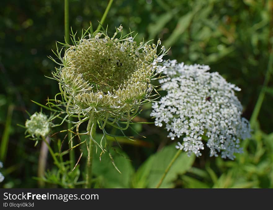 Plant, Cow Parsley, Apiales, Parsley Family