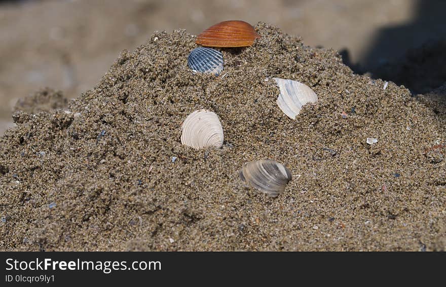 Soil, Fauna, Seashell, Veneroida