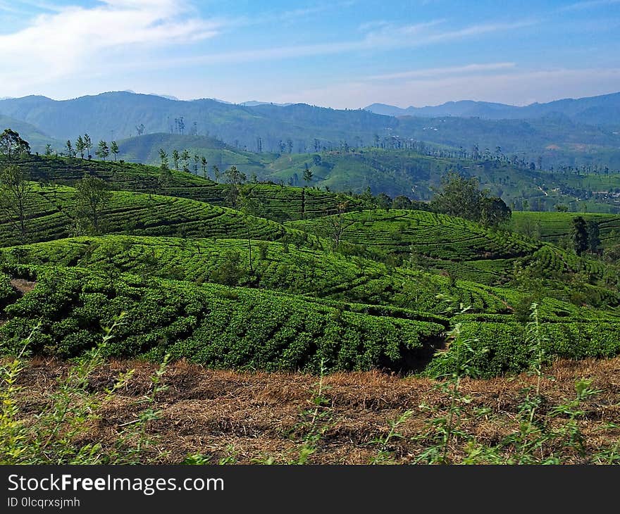 Vegetation, Highland, Agriculture, Hill Station