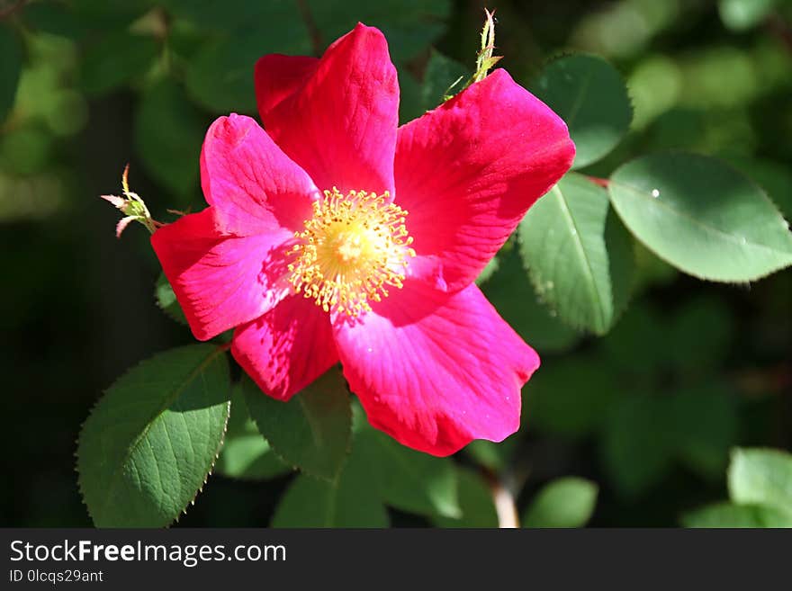 Flower, Rose Family, Flowering Plant, Plant