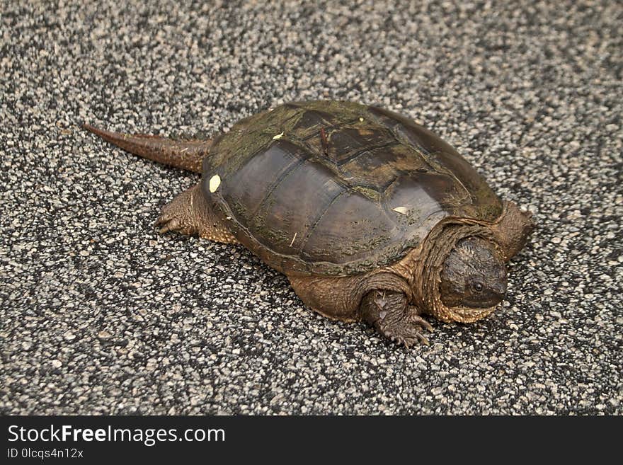 Emydidae, Turtle, Terrestrial Animal, Reptile