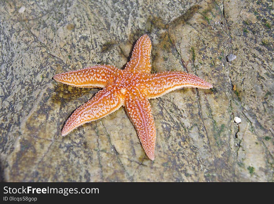 Starfish, Marine Invertebrates, Echinoderm, Invertebrate