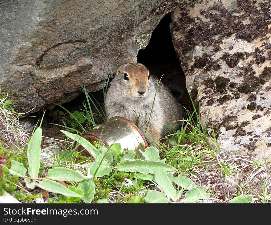 Fauna, Mammal, Squirrel, Terrestrial Animal