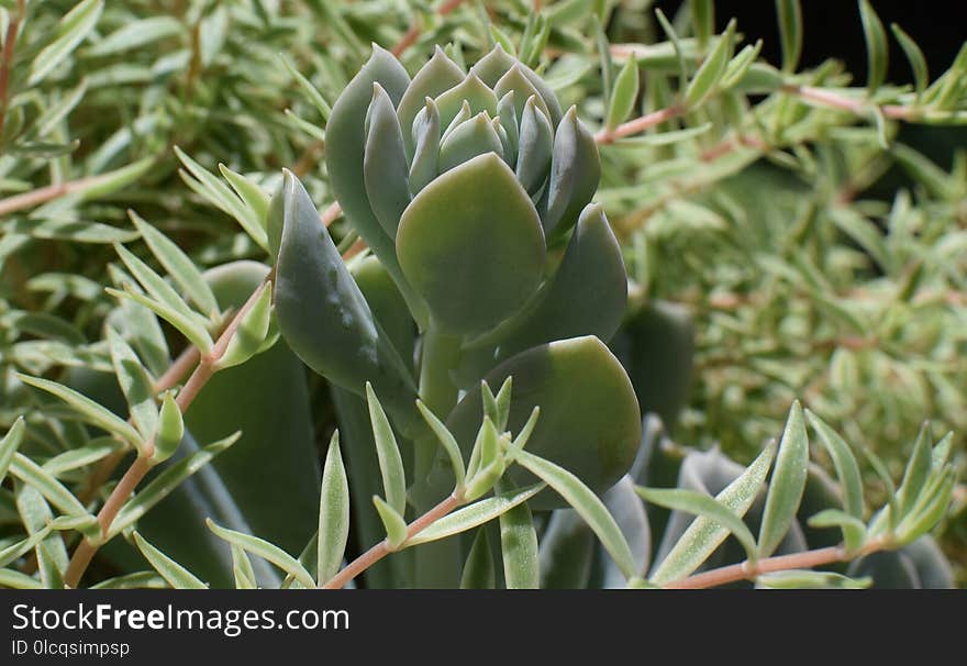 Plant, Flora, Cactus, Agave